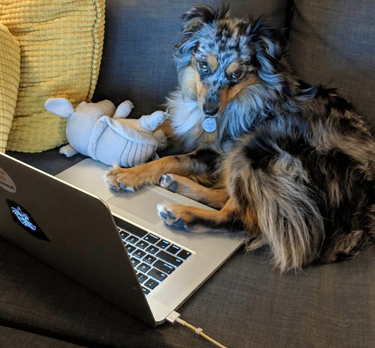 Lindy the dog sitting at a laptop